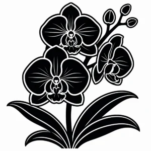 Monochrome orchid study with clustered flowers, elegant stems and broad leaves.