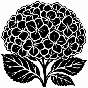 Rounded hydrangea bloom made from broad petals above strong leaves.
