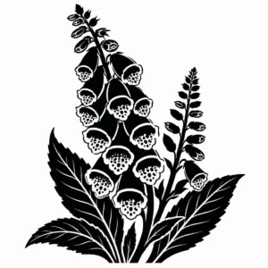 Tall foxglove botanical study with bell-shaped flowers above broad leaves.