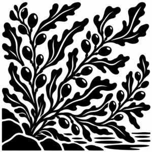 Monochrome botanical study of branching sargassum seaweed.
